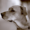 Molly (1)